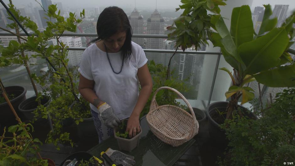 Singapore: Farming the future – DW – 10/30/2020