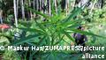 Ugandan firm aims to benefit from growing marijuana demand