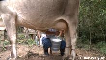 20.10.2020 Milks her. Héctor leaves at 5am to milk his cattle. The BioPaSOS project taught him to take care of the milking process so that no impurities remain in the milk.
via Ruby Russell