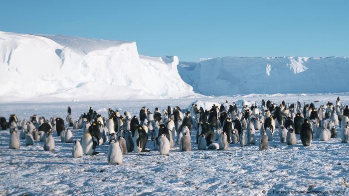 Antarktis, Südgeorgien Kaiserpinguine 