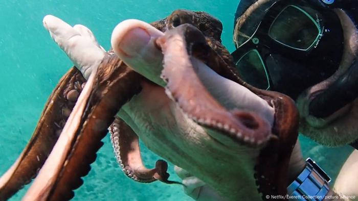 Filmmaker Craig Foster under water with an octopus