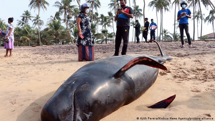 Sri Lanka Panadura | toter Wal