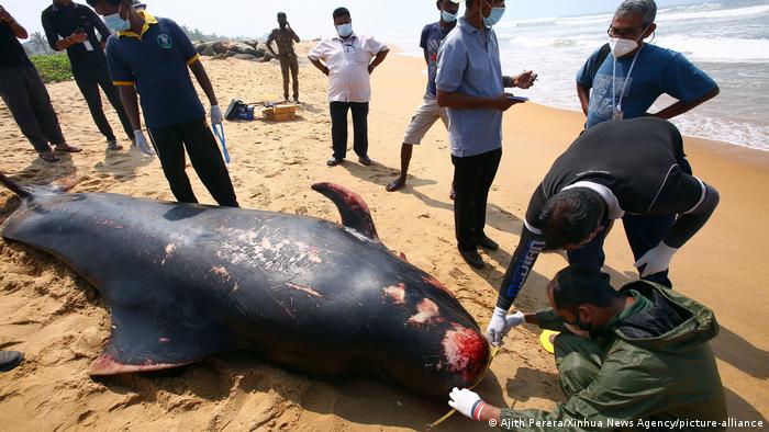 Sri Lanka Panadura | toter Wal