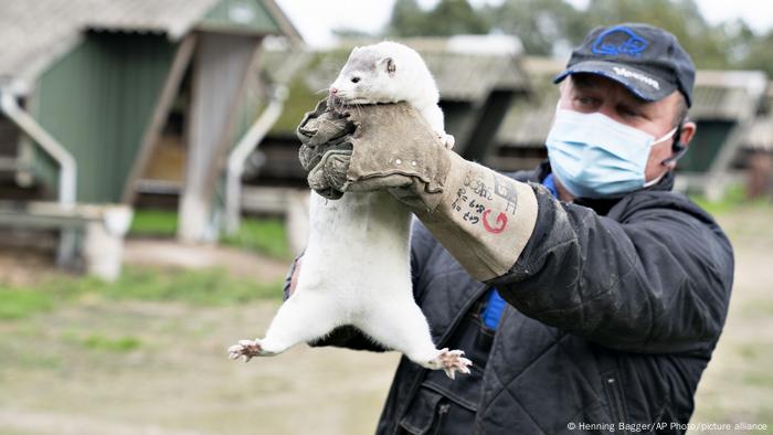 Russia Denmark to cull all farmed minks over coronavirus mutation | News | DW | 04.11.2020