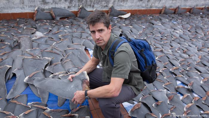 Un hombre sostiene la aleta de un tiburón, entre miles de ellas.
