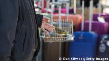 Living Planet: Malta tries turning bird trappers into scientists