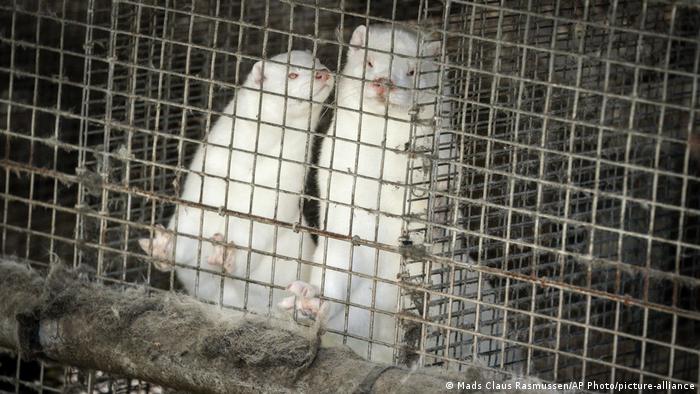 Zwei weiße Nerze in einem Käfig in einer Nerzfarm in Jutland, Dänemark (Archiv, 2020)