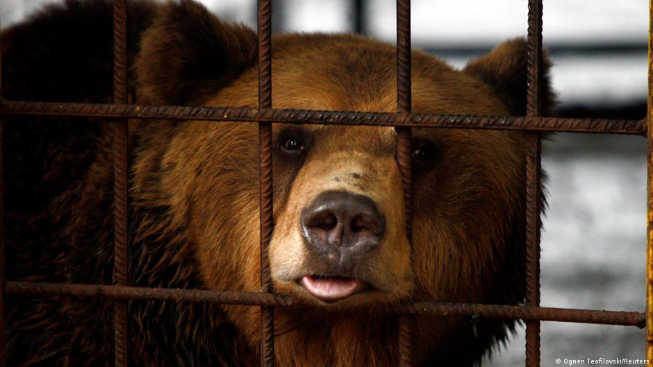 Një luan dhe ari i shpëtojnë robërisë në Shqipëri duke gjetur strehë në Gjermani