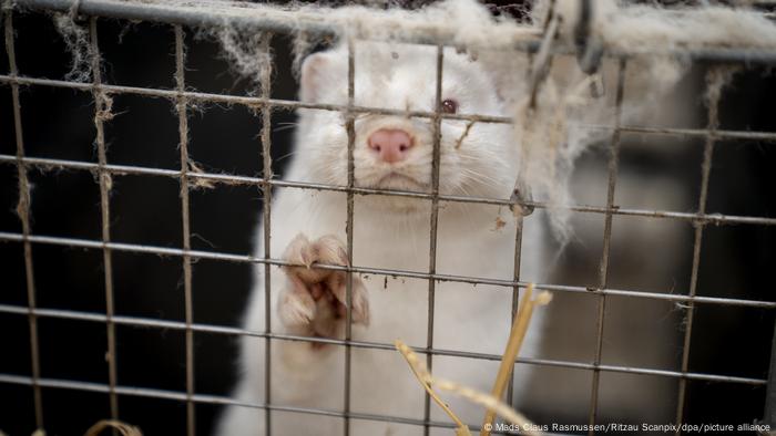 Lithuania culls #coronavirus infected #mink Lithuania culls #coronavirus infected #mink
