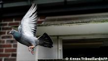 A picture taken on September 4, 2019 shows racing pigeons at the Verschoot Pigeons Loft in Ingelmunster, Belgium. - Belgian pigeon breeder Joel Verschoot could probably have settled down to a comfortable retirement in March after he sold the world's most expensive racer. Armando the pigeon won worldwide headlines and netted Verschoot 1.25-million euros ($1.4-million) when he won over Chinese buyers in an online auction. (Photo by Kenzo TRIBOUILLARD / AFP)