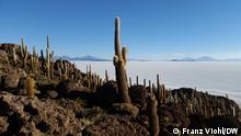Kakteen im Salar de Uyuni.
Aufnahmeort: Uyuni/Bolivien
Copyright: DW / Franz Viohl