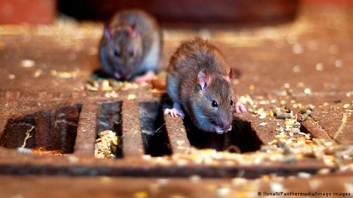 Rats near a manhole cover