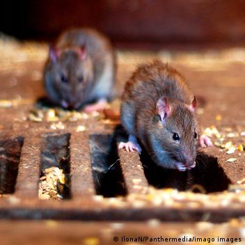 سلوك الفئران قد يكشف الكثير عن البشر. فكيف ذلك؟