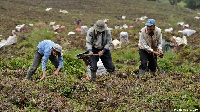 Kartoffelproduktion in Kolumbien