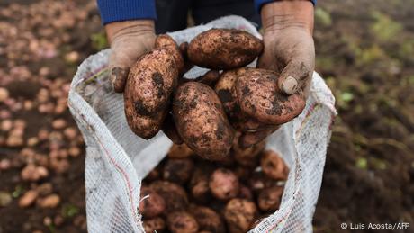 Kartoffelproduktion in Kolumbien (Luis Acosta/AFP)