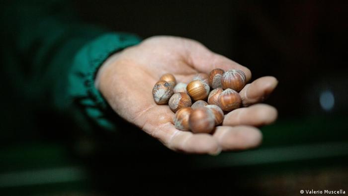 Hazelnuts in the hand of a local farmer in Italy