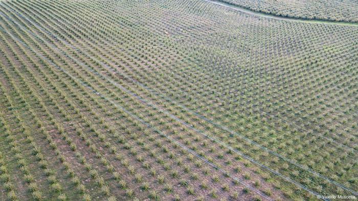 Aerial view of a hazelnut field in the Tuscia region of Italy