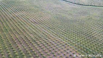 Αεροφωτογραφία φυτείας φουντουκιού στην Τούσκια 