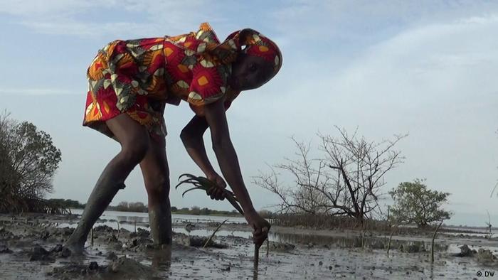 A women plants in a flooded field