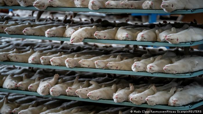 Due to the Coronavirus, Denmark is culling millions of minks