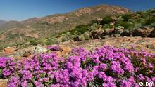 Flowers and mountain scene in South Africa 