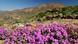 Flowers and mountain scene in South Africa Flowers and mountain scene in South Africa