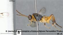 Godzilla-Wespe (Microgaster Godzilla) in Japan entdeckt (Journal of Hymenoptera Research/Jose Fernandez-Triana et. al.)
