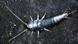 Silverfish (Lepisma saccharina) Silverfish (Lepisma saccharina)