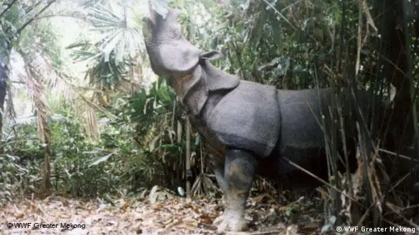 Java-Nashorn (Rhinoceros sondaicus) (Foto: WWF)
