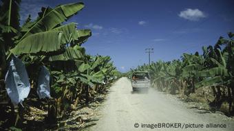 Costa Rica Bananenplantage an der karibischen Küste