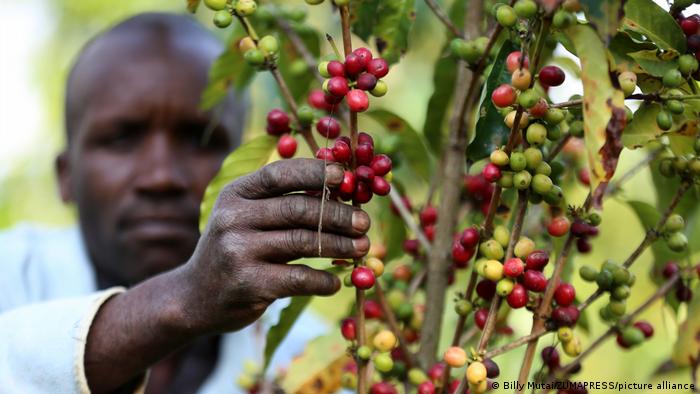Kenia Kaffee-Ernte | Kericho