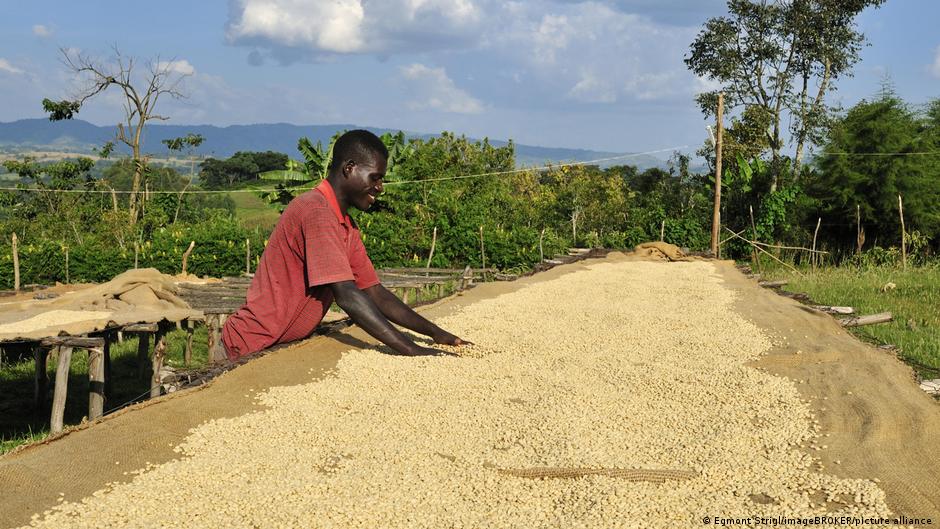 How climate change threatens African coffee farmers - Deutsche Welle