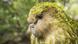 A kakapo pictured outside in in New Zealand A kakapo pictured outside in in New Zealand