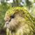 A kakapo pictured outside in in New Zealand