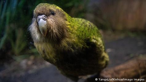 NZ's rare kakapo sees population boom – DW – 08/09/2022