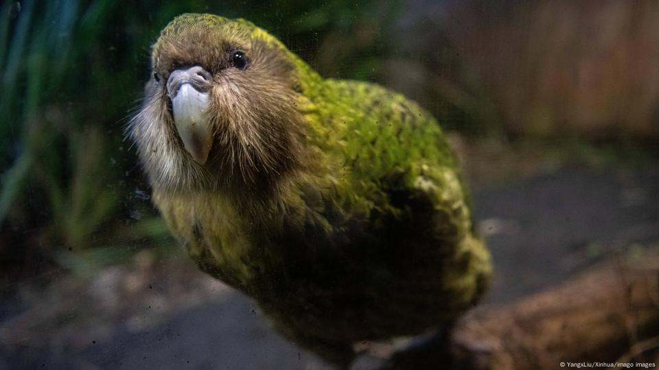 NZ's rare kakapo sees population boom – DW – 08/09/2022 NZ's rare kakapo sees population boom – DW – 08/09/2022