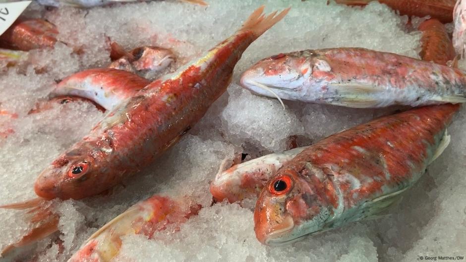 Hier dreht sich alles um den Fisch | DW | 18.11.2020