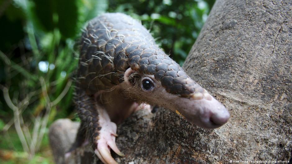 el pangolín está en alto riesgo de extinción – DW – 27/08/2025