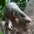 Ejemplar de pangolín trepa un árbol en el zoológico de Singapur.