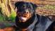 BdT Deutschland Rottweiler Magnus - zu lieb für die Polizei BdT Deutschland Rottweiler Magnus - zu lieb für die Polizei