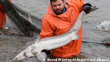19.11.2020, Mecklenburg-Vorpommern, Boek: Beim Abfischen der Kaviar-Störe in der Teichwirtschaft Boek der Fischerei Müritz-Plau hält Kurt Wolk einen großen Stör fest. Wenn eine anschließende Ultraschalluntersuchung der einzelnen Fische die gewünschte Reife feststellt werden die Fische an die Kunden verschickt, die anderen kommen wieder in den Teich. Die Müritzfischer haben sich in den vergangenen Jahren weg vom Karpfen hin zum Stör orientiert, 80 Prozent ihrer Fische sind Störe. Foto: Bernd Wüstneck/dpa-Zentralbild/dpa - Honorarfrei nur für Bezieher des Dienstes ZB-Funkregio Ost +++ ZB-FUNKREGIO OST +++ | Verwendung weltweit