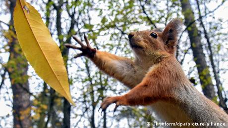 A squirrel reaching for a leaf in a tree