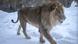 A male lion walking on snow at the Asahiyama zoo in Asahikawa, northern Japan A male lion walking on snow at the Asahiyama zoo in Asahikawa, northern Japan