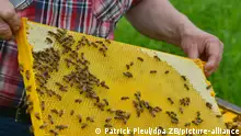 العسل مفيد للصحة.. لكن أي نوع هو الأكثر منفعة؟