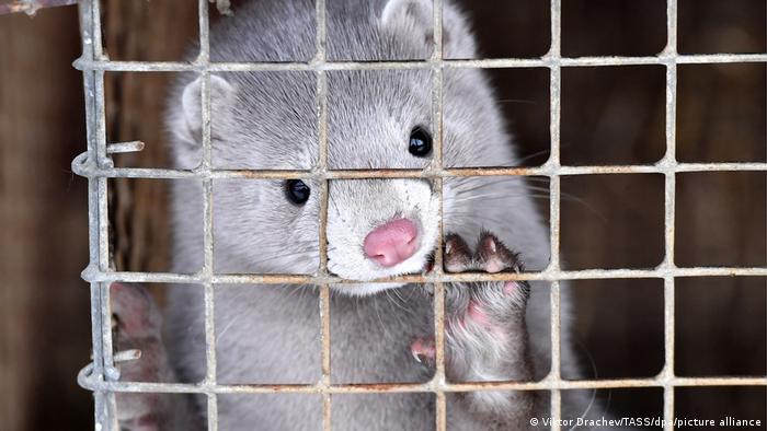 A mink in a cage 