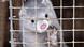 A mink in a cage A mink in a cage