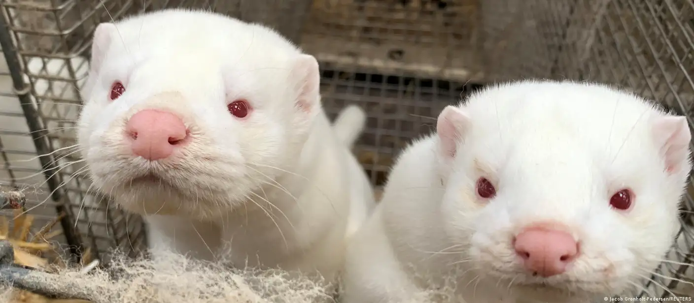 Coronavírus: ratos 'agressivos' buscam comida em cidades nos EUA