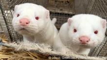 Minks are seen at Hans Henrik Jeppesen's farm near Soroe, after government's decision to cull his entire herd due to coronavirus disease (COVID-19), Denmark November 5, 2020. REUTERS/Jacob Gronholt-Pedersen