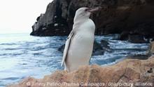 Avistan por primera vez un extraño pingüino blanco en las Islas Galápagos