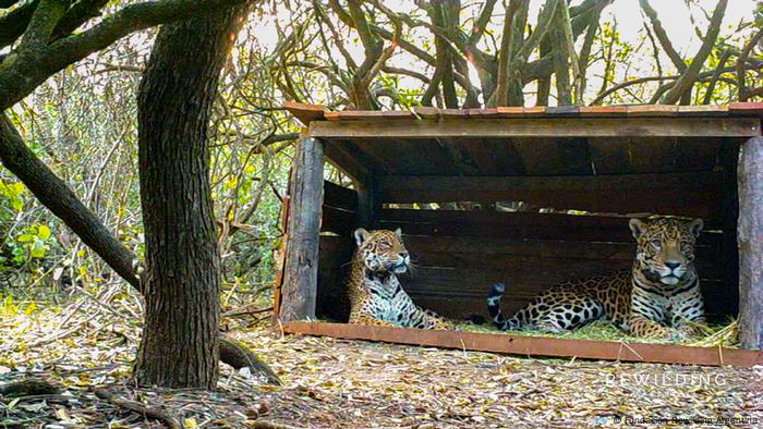 Jaguar im Lateinamerika Jaguar im Lateinamerika
